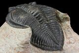 Zlichovaspis Trilobite - Atchana, Morocco #138064-5
